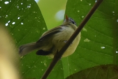 Pogonotriccus poecilotis