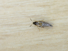 Lordithon trimaculatus