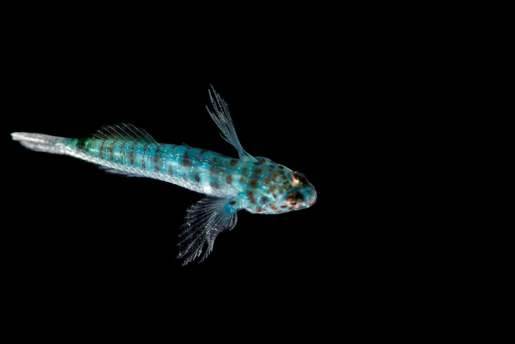 Disrupted pygmygoby (Eviota disrupta) — Gobiidae