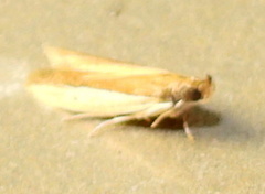 Tampa dimediatella