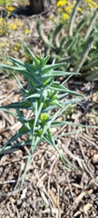 Ferraria foliosa
