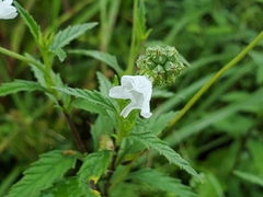 Varronia podocephala