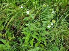 Varronia podocephala