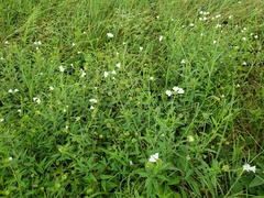 Varronia podocephala