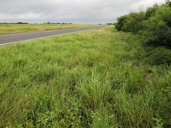 Varronia podocephala