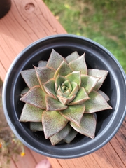 Echeveria purpusorum