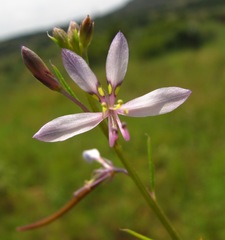 Cleome conrathii
