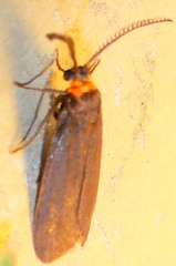 Acoloithus falsarius