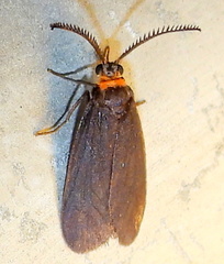 Acoloithus falsarius