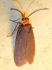 Acoloithus falsarius