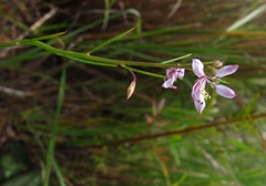 Cleome conrathii