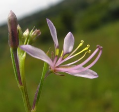 Cleome conrathii