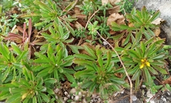 Phedimus kamtschaticus