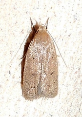 Inga obscuromaculella