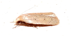 Inga obscuromaculella