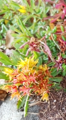 Phedimus kamtschaticus