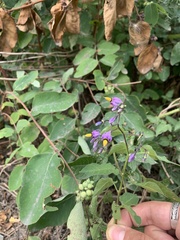 Solanum dulcamara
