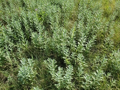 Ambrosia cheiranthifolia
