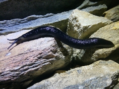 Limax erythrus
