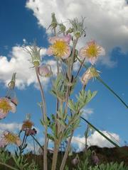 Clematis villosa