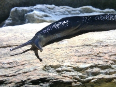 Limax erythrus