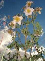 Clematis villosa