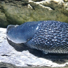 Limax erythrus