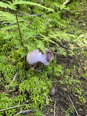 Cortinarius