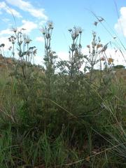 Clematis villosa