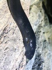 Limax erythrus