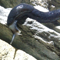 Limax erythrus