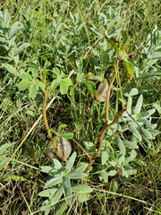Cochlospermum wrightii