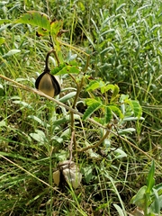 Cochlospermum wrightii