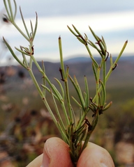 Centella linifolia