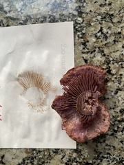 Cortinarius