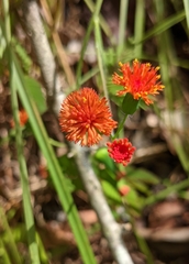 Emilia coccinea