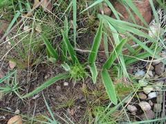 Crabbea angustifolia