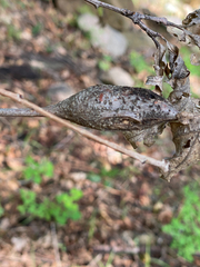 Callirhytis frequens