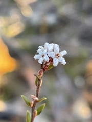 Leucopogon microphyllus microphyllus