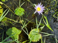 Nymphaea elegans