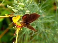 Freyeria trochylus