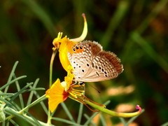 Freyeria trochylus