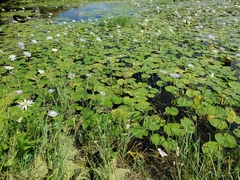 Nymphaea elegans