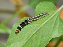Helcystogramma triannulella