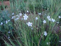 Wahlenbergia cuspidata