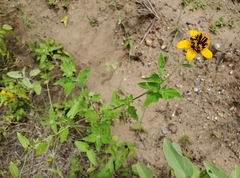 Sclerocarpus uniserialis