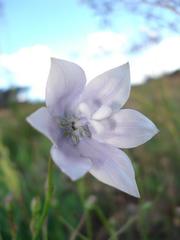 Wahlenbergia cuspidata