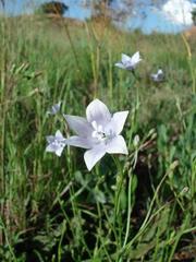 Wahlenbergia cuspidata