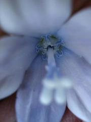 Wahlenbergia cuspidata