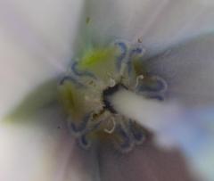 Wahlenbergia cuspidata